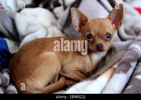 Carino piccolo Chihuahua cane Puppy Ritratto. Primo piano di adorabile cane rilassante su una coperta accogliente in casa accogliente. Foto Stock