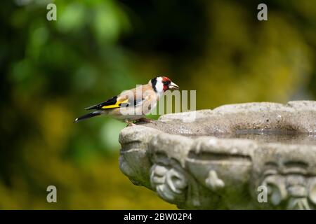 Goldfinch- Carduelis carduelis perches su bagno di uccello. Molla Foto Stock