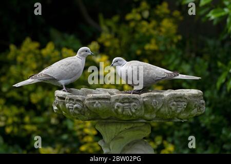 Coppia di colate-Streptopelia decaocto perches su bagno di uccelli. Molla Foto Stock