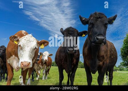 Curious Cows-Bos taurus, in una fattoria in Sussex orientale, Inghilterra, Regno Unito, GB. Foto Stock