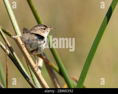 Marsh Wren, Cistothorus palustris, si trova sulle canne nella contea di Sonoma, California Foto Stock