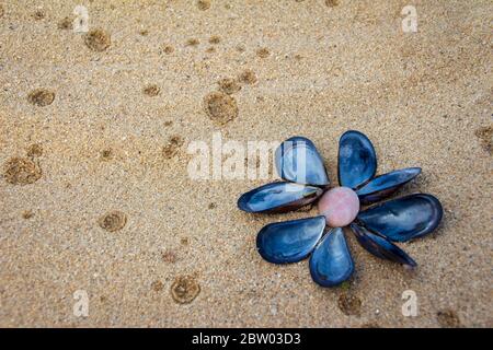 Disegno del foglio di mare - conchiglie blu su sabbia dorata Foto Stock