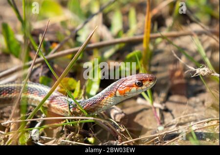 California, dal lato rosso Garter Snake, Thamnophis sirtalis infernalis, nella contea di Sonoma, California Foto Stock