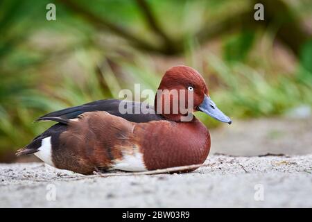 Anatra ferruchinosa closeup maschile (Aythya nyroca) Foto Stock