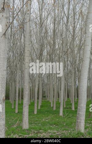 Pioppi in un prato lungo il fiume Tanaro, Alba - Piemonte, Italia Foto Stock