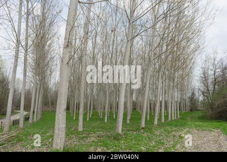 Pioppi in un prato lungo il fiume Tanaro, Alba - Piemonte, Italia Foto Stock
