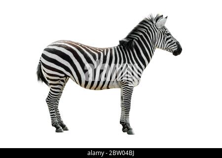 Zebra pianure / zebra comune (Equus quagga / Equus burchellii) su sfondo bianco Foto Stock