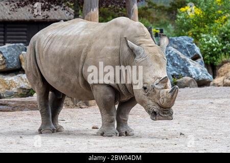 Rinoceronte bianco / rinoceronte bianco (Ceratotherium simum) maschio originario dell'Africa orientale e meridionale in un recinto di zoo Foto Stock