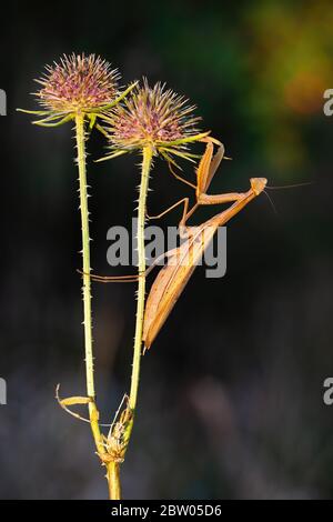 Manis europeo marrone che tiene sul thistle fiorente nella natura estiva Foto Stock