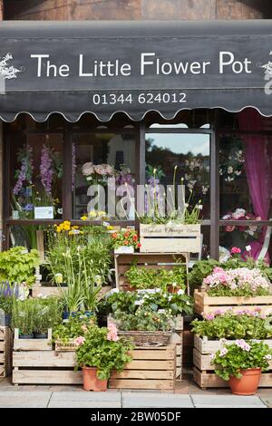 Il fioraio di Little Flower Pot a Sunninghill, Berkshire Foto Stock