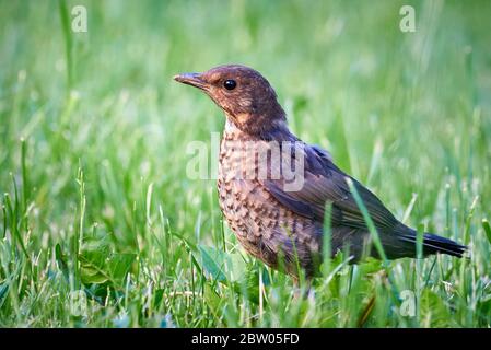 Comune pulcino di uccello nero che fugge su erba (Turdus merula) Foto Stock