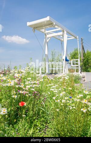 Tradizionale ponte levatoio olandese nella zona del lago 'Reeuwijkse Plassen', vicino a Gouda, Paesi Bassi. I fiori margherita crescono in primo piano. Foto Stock