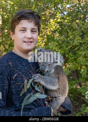 Un ragazzo adolescente coccolato un cucciolo di koala in un parco naturale in Australia. Foto Stock