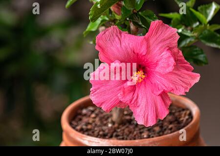 fiore rosa ibisco in fiore, con luce solare Foto Stock