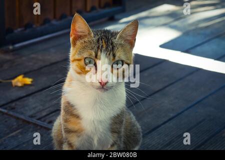 Tre colori stray gatto ritratto, starring carino gattino femminile Foto Stock