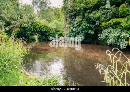 Fiume Wandle che scorre attraverso i terreni del National Trust del Parco di Morden Hall Foto Stock