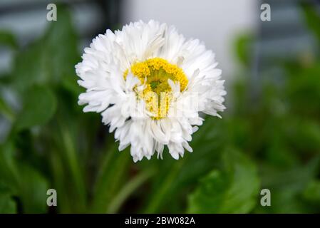 Primo piano foto di daisy flower su sfondo verde foglie Foto Stock