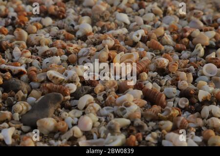 Belle e colorate conchiglie sulla sabbia sulla spiaggia in estate, raccolta conchiglie, vedere conchiglie sabbia immagine di sfondo. Foto Stock