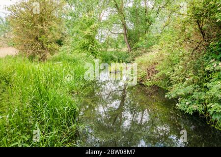 Fiume Wandle che scorre attraverso i terreni del National Trust del Parco di Morden Hall Foto Stock