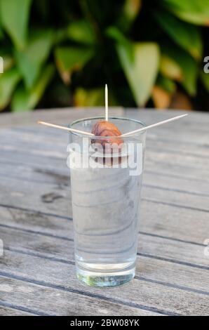 Coltivare una pianta di avocado da una pietra di avocado Foto Stock