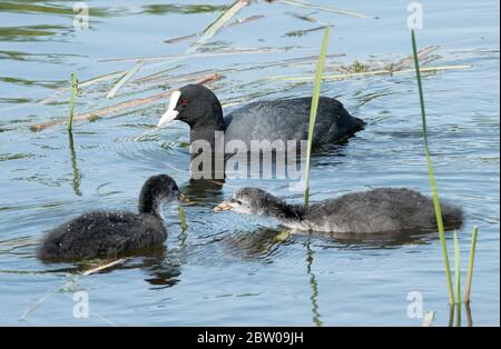 Folaghe eurasiane (Fulica antra) con pulcini in uno stagno, Lothian occidentale, Scozia. Foto Stock