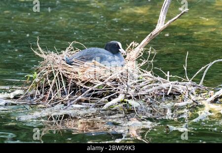 Eurasiatico Coot (Fulica antra) seduto su un nido in uno stagno, Lothian occidentale, Scozia. Foto Stock