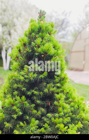 Piccolo albero nel parco spot illuminato da Sun Foto Stock