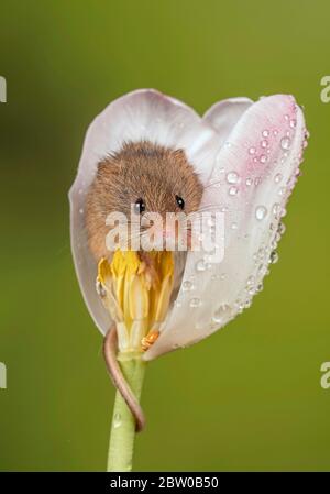 Un mouse raccolto che peering da fuori di un tulipano bianco Foto Stock