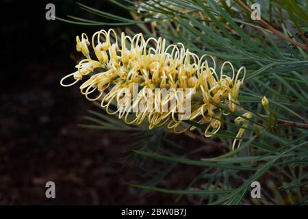 Pianta australiana di protea, Grevillea Moonlight, con anse gialle. Foto Stock