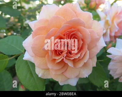 Primo piano di un singolo fiore della rosa inglese arbusto David Austin chiamato 'Grace'; colore albicocca, leggermente profumato e fioritura ripetuta. Foto Stock