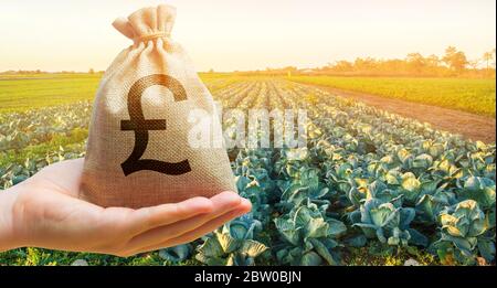 Coltivatore che tiene un sacchetto di soldi sullo sfondo delle piantagioni di cavolo. Lo sviluppo dell'industria agricola. Startup agricole. Prestiti e subsi Foto Stock