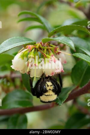 Yellow-faced Bumble bee (Bombus vosnesenskii) foraging on evergreen huckleberry flowers, Oregon Foto Stock
