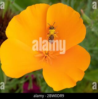 Sweat Bee (Lasioglossum) su California Poppy flower, Oregon Foto Stock