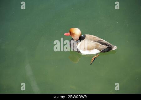 Un pochard rosso crestato, in latino chiamato netta rufina, nuotando su un lago, le sue gambe visibili in acqua. Foto Stock