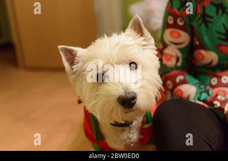 West Highland White Terrier vestito da Elf. Foto Stock