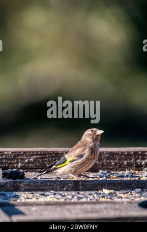 Carduelis carduelis, su un tavolo da uccello. Ancora nel suo piumaggio immaturo è ancora di sviluppare il caratteristico volto rosso dell'adulto. Foto Stock