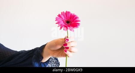 Bella gerbera rosa fiore in mano femminile Foto Stock