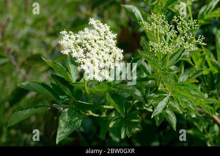 Anziano - Sambucus nigra Fiori bianchi e foglie Foto Stock