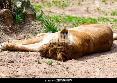 Il leone berbero dorme al sole e riposa Foto Stock