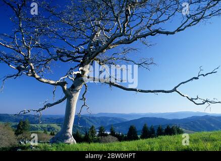 Oak on Bald Hills ridgeline presso Schoolhouse Peak, Redwood National Park, California Foto Stock