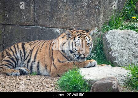 Tigre siberiana riposante al sole Foto Stock