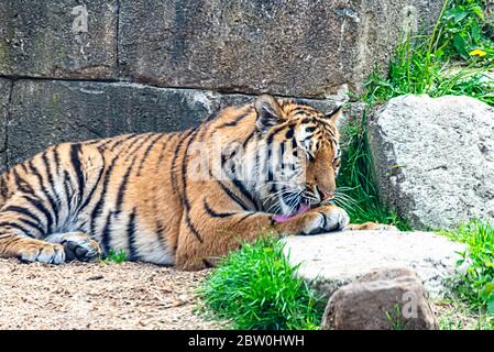 Tigre siberiana riposante al sole Foto Stock