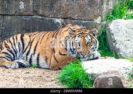 Tigre siberiana riposante al sole Foto Stock