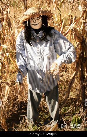 Camminando attraverso un campo di cornstalk e uno scarrecrow in piedi in campo di cornstalk Foto Stock