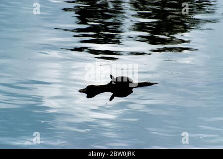 Una silhouette di una piccola tartaruga su un tronco in un lago Foto Stock
