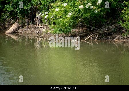 Un canale con una piccola palude ratto nuoto a Columbia, SC Foto Stock