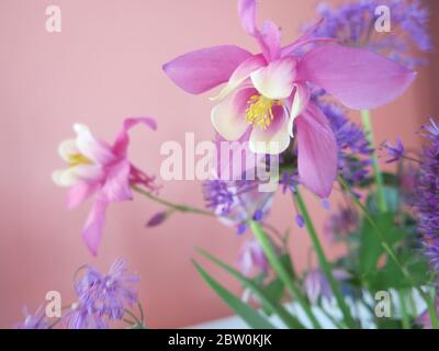 Una disposizione dei fiori primaverili caratterizzata da acquilegia ibrida rosa e gialla a fiore grande, conosciuta anche come colonbina o cofano di Granny. Foto Stock