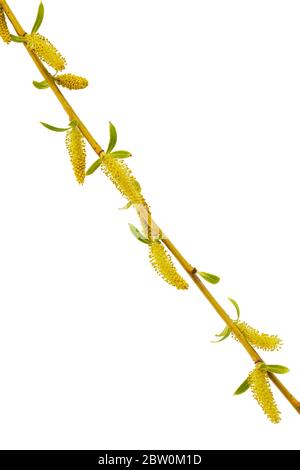 Un salice eurasiatico piangente con rami e foglie di coda, isolato su sfondo bianco Foto Stock