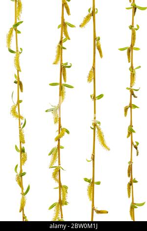 Un salice eurasiatico piangente con rami e foglie di coda, isolato su sfondo bianco Foto Stock