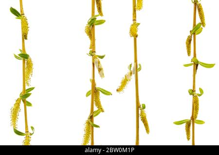 Un salice eurasiatico piangente con rami e foglie di coda, isolato su sfondo bianco Foto Stock